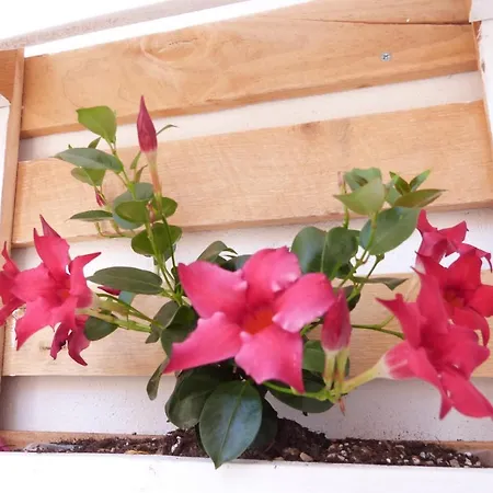 La Salamagna * 索尔索